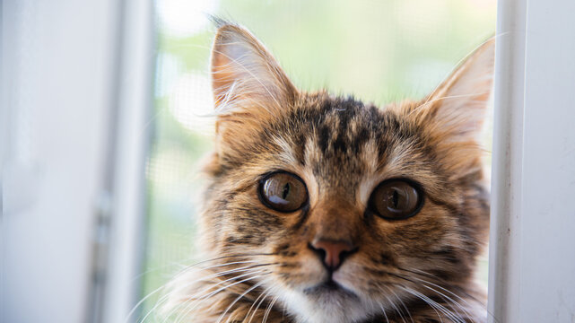 Close-up portrait of a gray striped domestic cat.Image for veterinary clinics, sites about cats, for cat food.