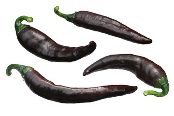 Chilaca chile peppers, ripe brown, whole pods. Known as Pasilla when dried isolated png