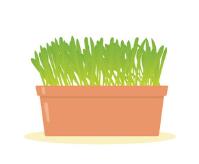 fresh spring green grass oat in a pot, easter decoration