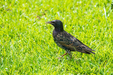 The common starling or European starling, Sturnus vulgaris, on a sprng lawn.
