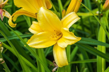 Obraz premium A yellow daylily flower, latin name Hemerocallis lilioasphodelus, at sunset. It is also known as the lemon daylily.
