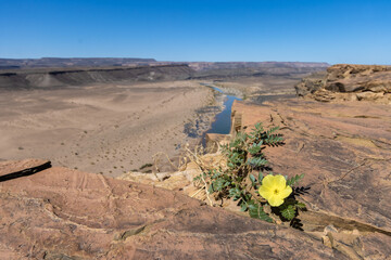 single yellow flower between the rocks above the fish river canyon
