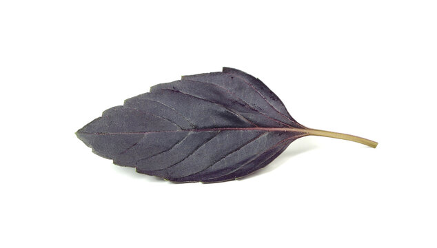 Purple basil, basilicus