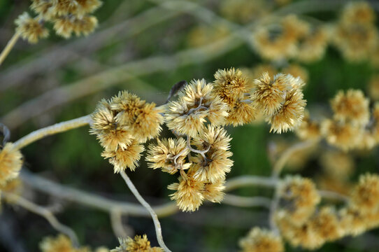 planta para ch&aacute; de marcela 