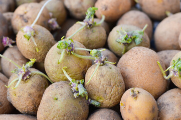 Sprouted Potatoes. Sprouted potatoes on the eve of spring, letting sprout, close up.