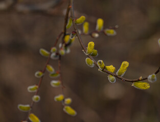 willow branches with buds in the spring forest