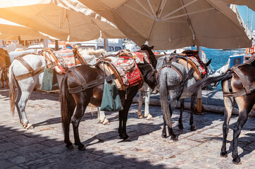 Mules, donkeys, horses at the port of Hydra Island, Greece. The only means of transport on the...