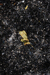 leaf on the ashes