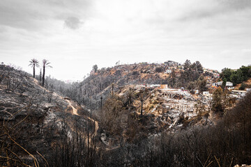 burning trees in the mountains