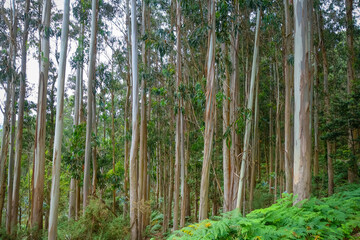 Eucalyptus forest in Galicia, Spain