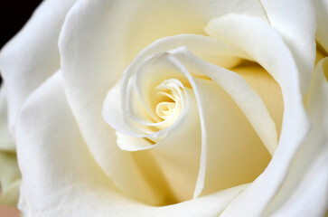White rose macro