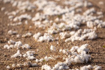 Close-up of cotton buds lying on the ground. Cotton seeds are spread across the field. Cotton is grown in the field for industrial purposes.