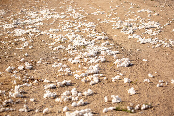 Close-up of cotton buds lying on the ground. Cotton seeds are spread across the field. Cotton is grown in the field for industrial purposes.