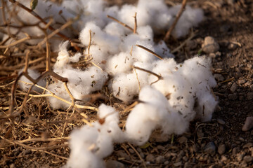 Close-up of cotton buds lying on the ground. Cotton seeds are spread across the field. Cotton is grown in the field for industrial purposes.