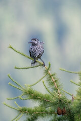 The spotted nutcracker or Eurasian nutcracker (Nucifraga caryocatactes) perched on the apex of a larch tree overlooking the landscape in the soft evening light. Italian Alps mountains, Piedmont.
