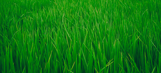 Green fresh rice fields on a fine day