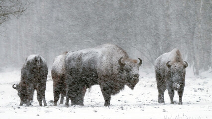 European bison in blizzard, wild animals in heavy snowfall  © Wildlife World