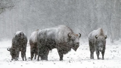 Fototapeten European bison in blizzard, wild animals in heavy snowfall  © YaD