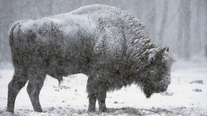 Rolgordijnen European bison in blizzard, wild animals in heavy snowfall  © YaD