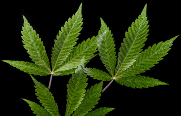 leaves medicinal hemp - cannabis - close up