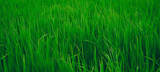 Green fresh rice fields on a fine day
