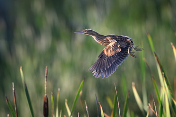 Little bittern young juvenile flying in green reeds