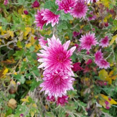 Obraz premium Cute pink asters in the garden in November.
