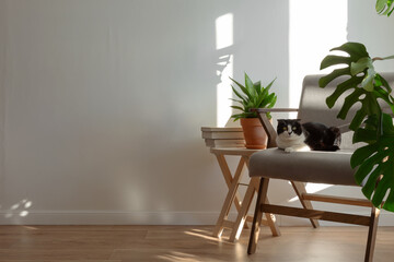 Scottish cat on gray chair in interior of living room. Homemade plans sansevieria, monstera, wooden...