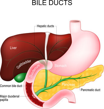 Bile ducts. digestive system