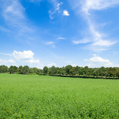 Green pea field and a cloudy blue sky.