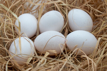 white eggs in nest 