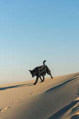 Fototapeta premium one black dog enjoying the sun and sand and run all over to sand dunes, dessert in the middle east, qatar