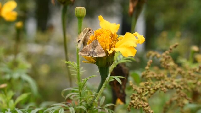 Two diurnal butterflies try to descend on a flower that is swayed by the wind.