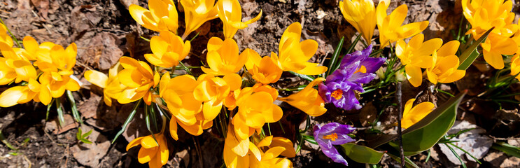 Field of flowering crocus vernus plants, group of bright colorful early spring flowers in bloom in the grass, purple, violet and yellow.first spring flowers