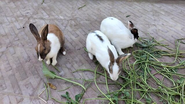 Rabbits bunny domestic rabbit pet bun animal house family pets with big ears eating grass kharagosh, coelho, lapin video clip 