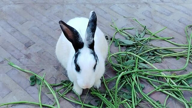 Bunny domestic rabbit pet bun animal house family pets with big ears eating grass kharagosh, coelho, lapin video clip 