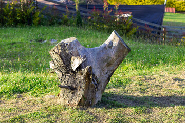 Old wooden log in green