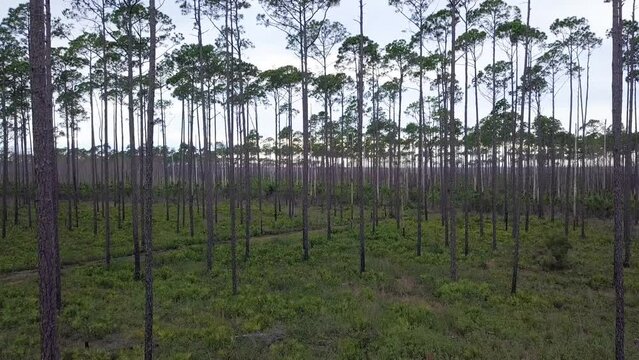 Aerial: Late afternoon flight over a remote southern Okefenokee pine forest