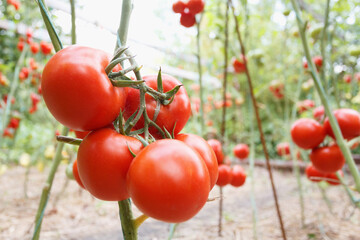 Red tomatoes grown in a garden