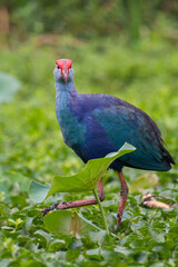 Obraz premium Purple moorhen