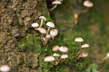 Close up Wild Mushroom