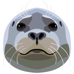 Cute head of a fur seal with a mustache close-up. Isolated on white background.