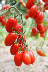 Red tomatoes grown in a garden