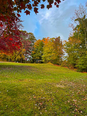 Naklejka premium autumn in the park