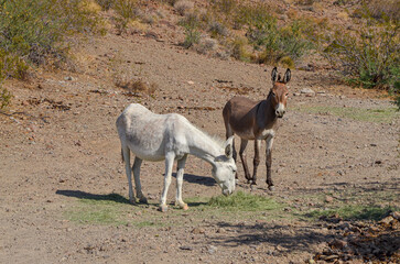 donkeys on Sitgreaves Pass between Oatman and Kingman (Mohave county, Arizona)