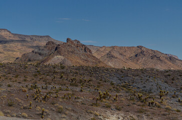 Ute mountains and Joshua trees in Arizona desert on historic Route 66 between Oatman and Needles 