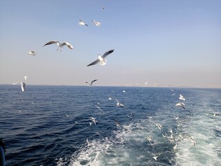 seagulls on the sea, Istanbul, Bosporus, Türkei, Januar 2023