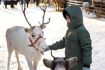 Boy feeds reindeer on farm in winter