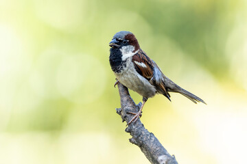 The sparrow also know as Pardal or Gorrion singing perched on the branch. Species Passer domesticus. Animal world. Birdwatching.