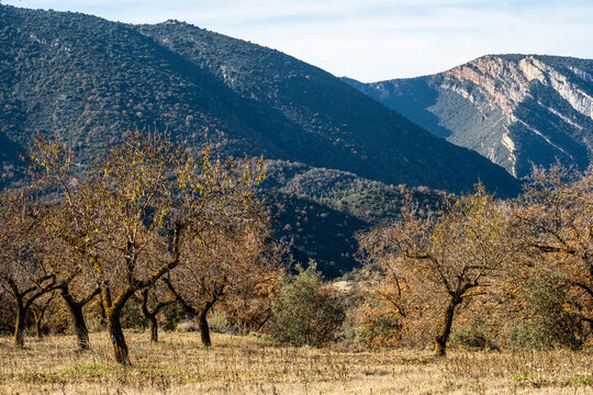 Plantation of almond trees in the agricultural fields of the province of Lleida in Catalonia Spain